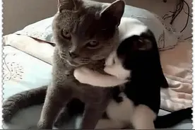 蓝猫被骗做绝育手术后，回家母猫做出的举动，让主人不淡定了图片