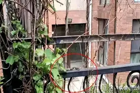长春复地哥德堡森林小区惊现一米长黑蛇，但消防救援人员没有找到图片