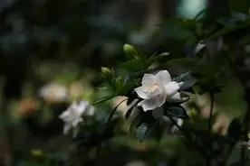药食两用话栀子 雪魂冰花凉气清 降压泻火功效多图片