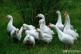 养鹅的人不少，吃鹅肉的人也多，为啥超市却没有鹅蛋卖，哪去了？图片