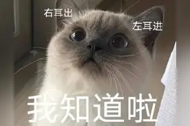 可爱小动物表情包新鲜出炉了图片