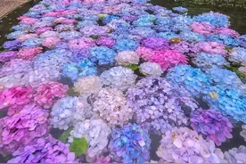 紫阳花开无尽夏·一人孤自享浮华图片