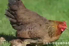 厉害啦！云南这所高校里老母鸡孵出小孔雀！“天伦之乐”引发奇妙反应图片