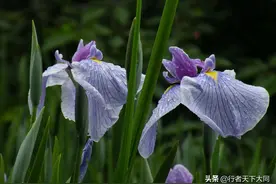西山诗话一图片