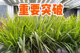 我国水稻育种实现突破：60天可收获，亩产1300斤，有望一年种6茬图片