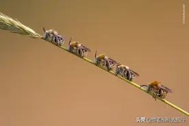 神奇动物在哪里？看看摄影师拍到的“奇趣”大自然图片
