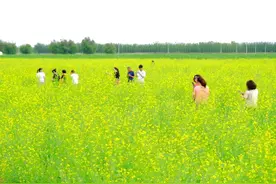 临河富强村的油菜花开了，游客大呼好看图片