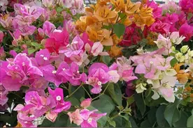 秋天三角梅不开花，用3种方法来“促花”，1个月枝头长满花苞图片