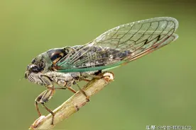一种能活17年的昆虫，一出土就是300亿只，即将席卷美国图片