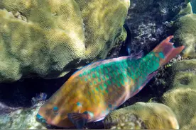 这几种海洋生物，色彩绚丽令人炫目图片