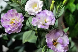 4种“漂亮花”，秋天快撒种，冬春能茁壮成长，收获好多花图片