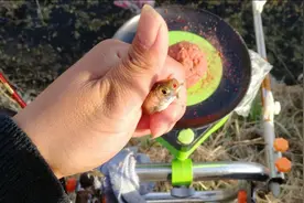 台钓|钓鱼遇到小杂鱼闹窝，我都是这样解决的，简单实用钓得还多图片
