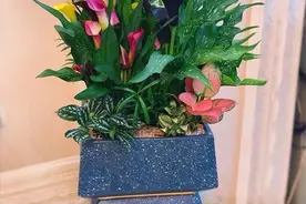 春天养彩色马蹄莲，记住这5个要点，开花多到爆，美得移不开眼图片