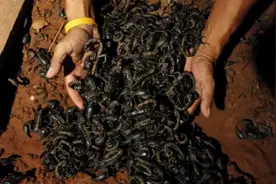 致命毒蝎成为顶级香烟，中东市场供不应求，毒蝎究竟有何魅力？图片