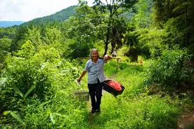 童年的夏天，和外婆去河边摘菜途中，被一条大鱼挡住了去路图片