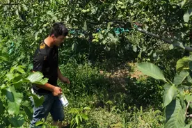 核桃苗怎么养成活率高_核桃树8月份水肥病虫害修建管理技术要点图片
