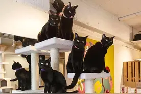 日本有间黑猫咖啡厅，专门帮黑猫找主人，7年送走321只黑猫图片
