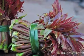 农村俗语“香椿过房，定损主人”啥意思？为啥香椿树不能过房顶？图片