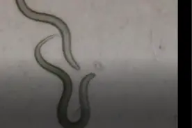 地下的魔鬼蠕虫图片
