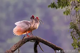 雄性朱鹮为争配偶被情敌啄断下喙 装3D打印新嘴图片