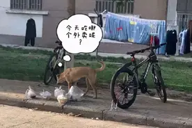 中原工学院的网红流浪狗“黄哥”最终还是被毒死了图片