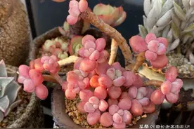 秋天30℃高温能让多肉隔着玻璃晒太阳吗？当然行，但建议露养为佳图片