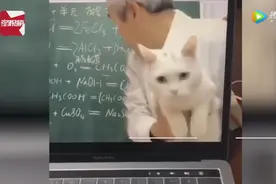 初三化学老师回应带猫上课：上课时碰巧猫进来了图片