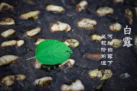 白露节气到了，白露打雷好不好？有何预兆？5句老话可知答案图片