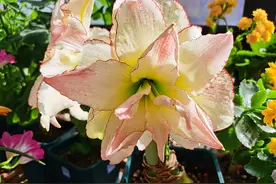 5种漂亮花，天冷多晒晒，越晒长得越健壮，花又多又大图片