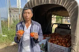 血本无归！番茄遭遇史上最低价，上万吨优质番茄滞销，还有救吗？图片