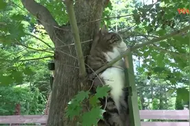 猫咪爬梯子上树看风景 却不敢下梯子 尴尬了视频封面