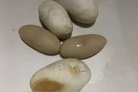 宠物蛇下了5个蛋，主人好奇拿来下锅，画面看起来不太美味图片