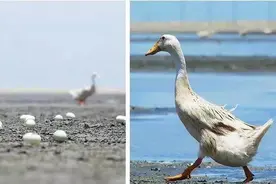 广西红树林海鸭蛋，古法腌制，一口下去，爆油流沙太好吃了图片