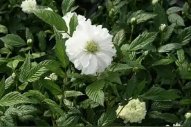 茶靡花盛开满树花，颜值高雅美极了，好养容易活图片