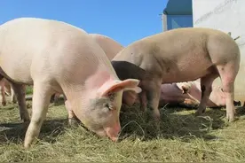 美国人并不吃猪肉，为什么能成为世界养猪强国，猪肉都哪去了？图片