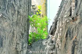 西宁143岁枯树长绿叶，复活了？图片
