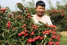 美丽乡村｜山东省临沂市蒙阴县垛庄镇：种植山楂“日子甜”图片