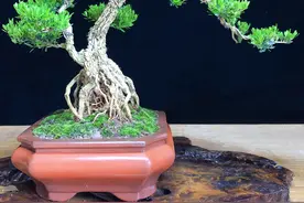 每日一拍——雀舌黄杨盆景图片