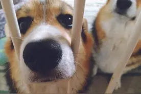 柯基犬身上“有虫”的迹象，一旦发现就驱虫吧！图片