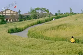 必须打卡！成都这里居然藏着这么大一片麦田图片