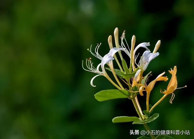 灵花泌灵胶 2026年灵花泌尿灵片