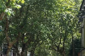 酸汤面叶（短篇小说）图片