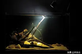 鱼缸的灯如何选择？不同风格鱼缸用灯不同，可分3种情况图片