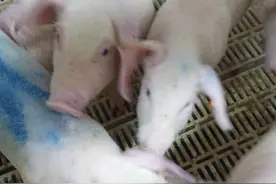 中医是怎么辨证猪蓝耳病的图片