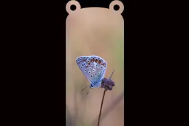 全面屏的小耳朵高清壁纸图片