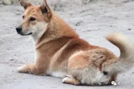 奶奶养的那条黄狗，被杀死前的表现，五十多年了我也忘不掉图片