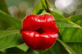 神奇的大自然！嘴唇花、天鹅花…50种状如其名的植物，大开眼界图片