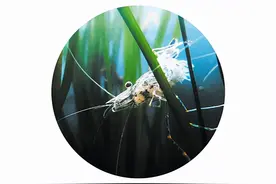 湖底水世界 藏着怎样的“精”彩图片