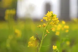 相约四月！油菜花海即将回归泰达！图片