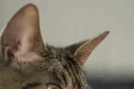 猫外耳、中耳、内耳怎么分，一张图即可看懂图片